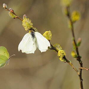 Kastenweiher Schmetterlinge01