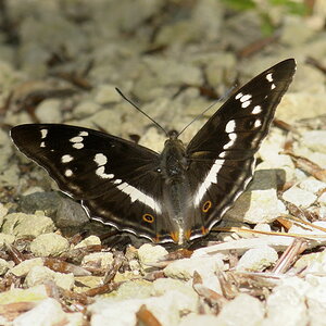 Grosser Schillerfalter
