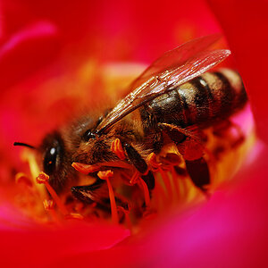 Bienchen