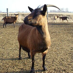 Bock