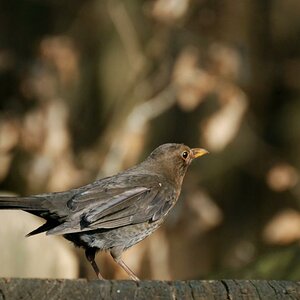 Spatz1