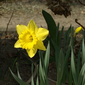 2009 04 05 Narzisse 2