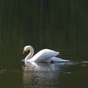 Schwan 1