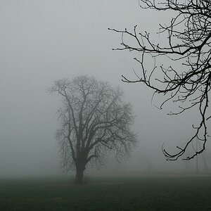 Baum 01