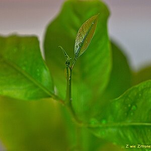 s DSC 0835 lzn