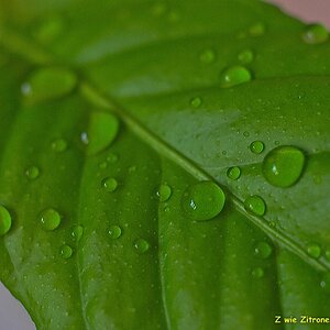 s DSC 0836 lzn