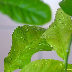 s DSC 0839 lzn