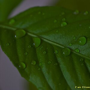 s DSC 0850 lzn