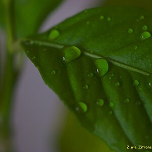 s DSC 0851 lzn