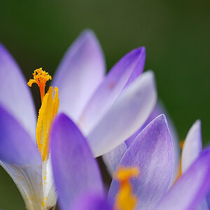 blume2
