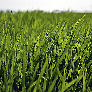 Gras