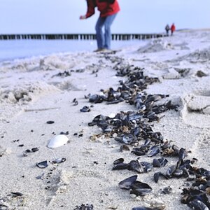 Muschelsuche an der Ostsee