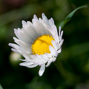 Gänseblümchen