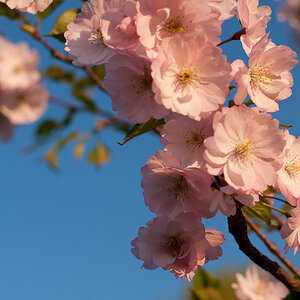 Kirschblüte