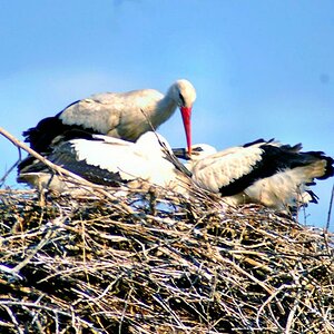 storks