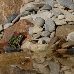 Teich frösche und stein 3