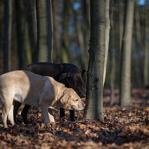 der baum des tages