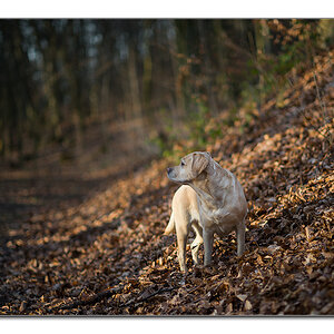 sina bei sonne