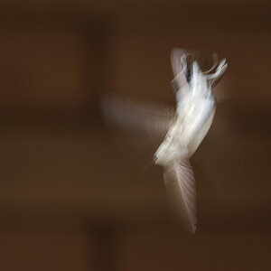 Kolibri