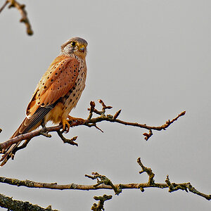 DSC 8206 Falkenmännchen 1000