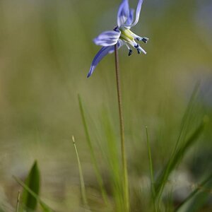 Scillablüte II
