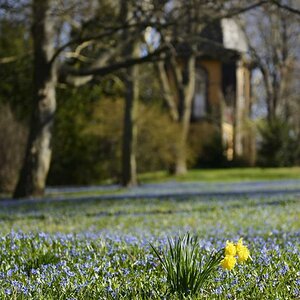Scilla mit Narzisse I