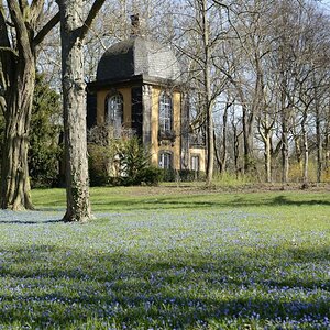 Blauer Scillateppich