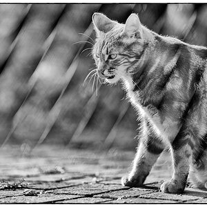Katze PZ16766