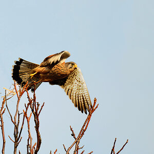 DSC 8163 Turmfalke 1000
