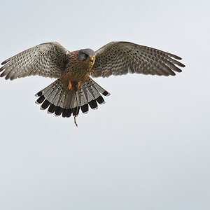 DSC 8181 Falke 1000