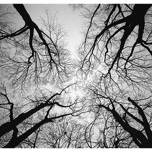 trees3nic