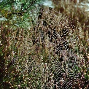 Spinnenweb