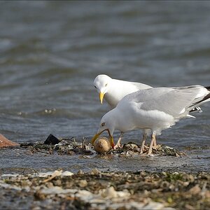 aacomp nabu wedel 20140413 0249