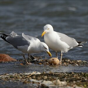 aacomp nabu wedel 20140413 0274