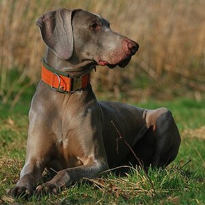 wartender Jagdhund