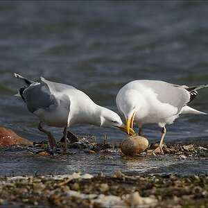 aacomp nabu wedel 20140413 0293