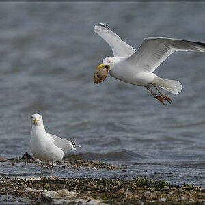 aacomp nabu wedel 20140413 0346