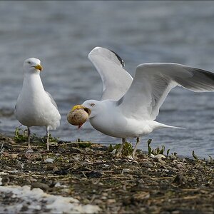 aacomp nabu wedel 20140413 0371
