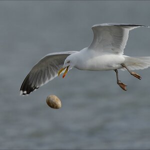 aacomp nabu wedel 20140413 0377