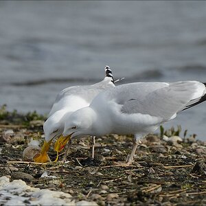 aacomp nabu wedel 20140413 0438