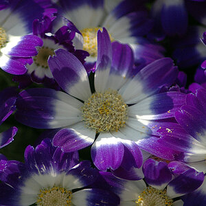 blumen004