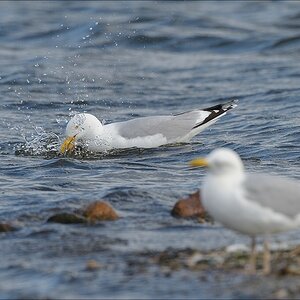 aacomp nabu wedel 20140413 0652