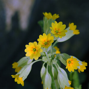 blumen007