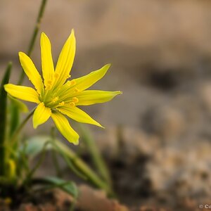20140308 DSC 0113nf Acker-Gelbstern