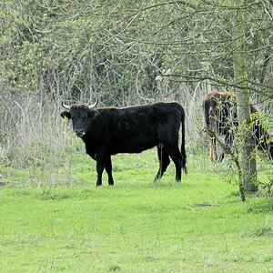 Heckrind schwarz