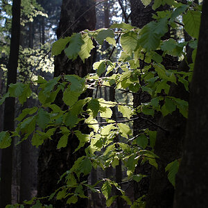 Lichtstreif