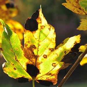 Herbstblatt