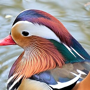 Mandarin-Ente