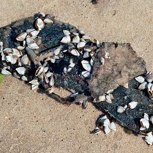 Muschelsandale