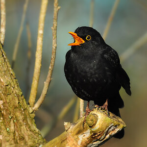 DSC 8405 Amsel 1000